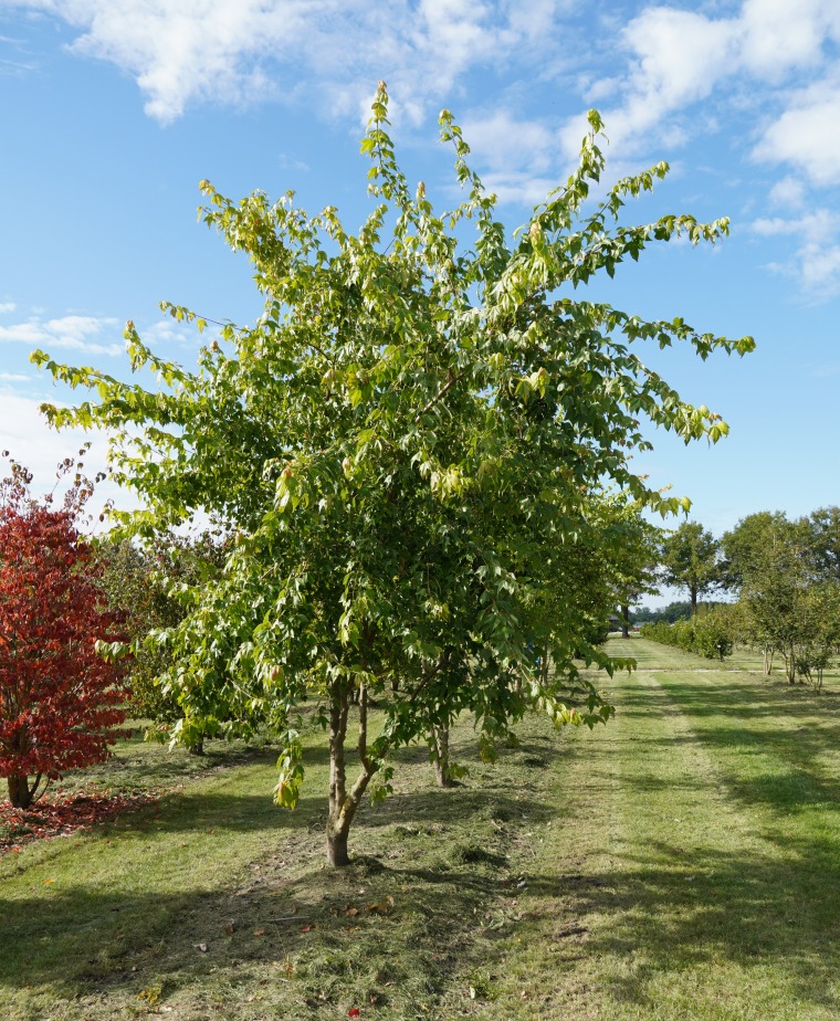 ACBUERGE Acer buergerianum - Image 1