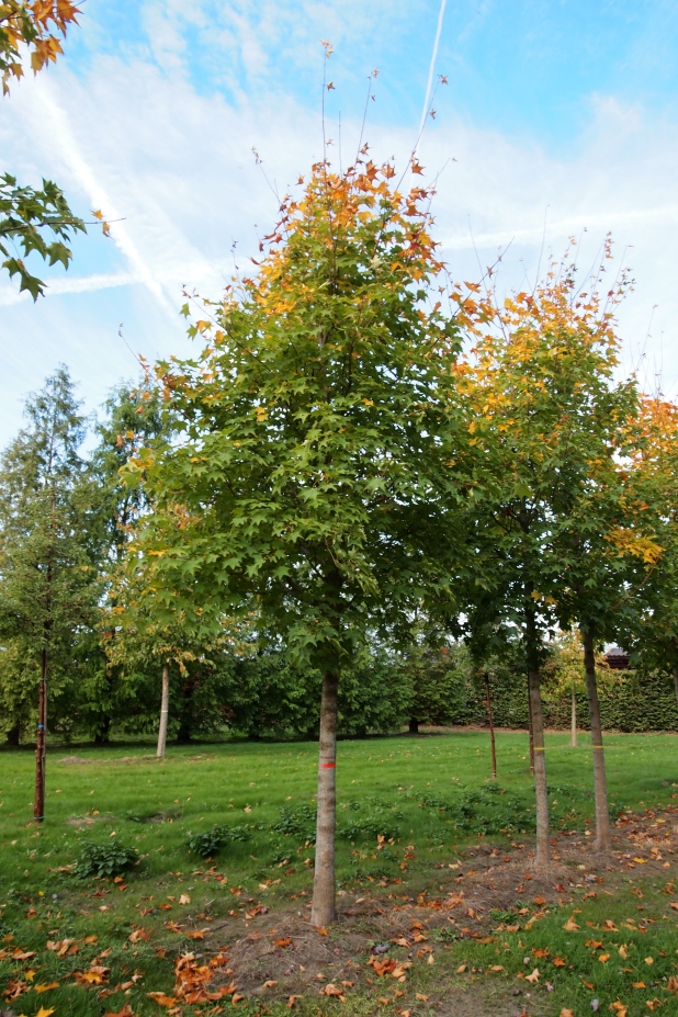 ACCRUBRU Acer cappadocicum 'Rubrum' - Afbeelding 1
