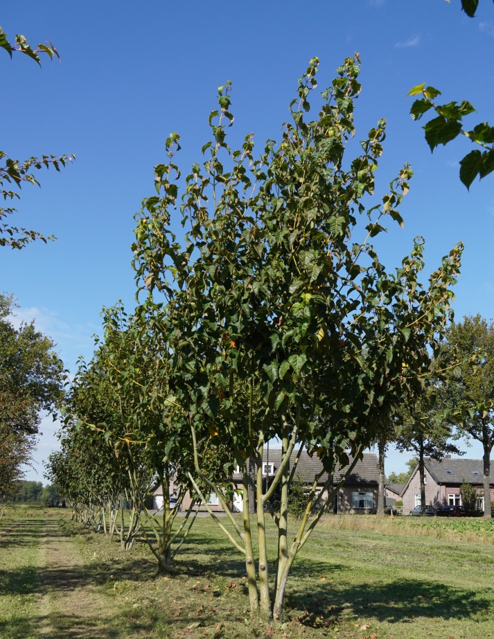ACDAVIDI Acer davidii - Afbeelding 1