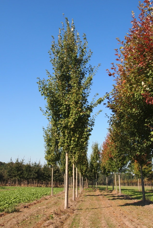 ACFARMST Acer freemanii 'Armstrong' – Image 1