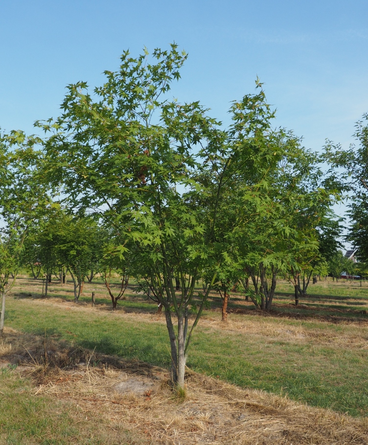 ACPALMAT Acer palmatum - Afbeelding 1