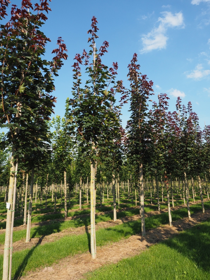 ACPFAIRV Acer plat. 'Fairview' - Afbeelding 1