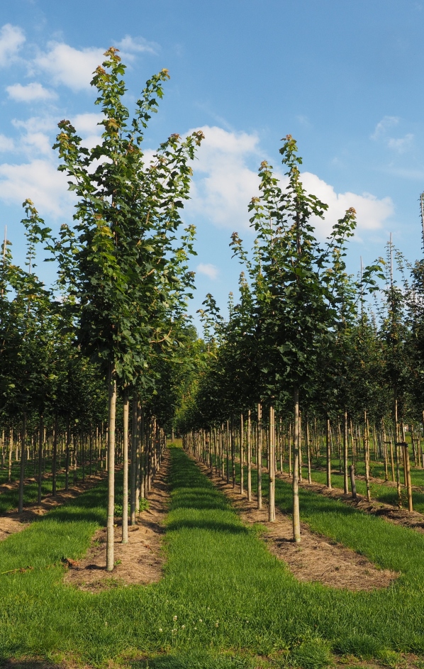 ACPFGREE Acer plat. 'Farlake's Green' – Bild 1