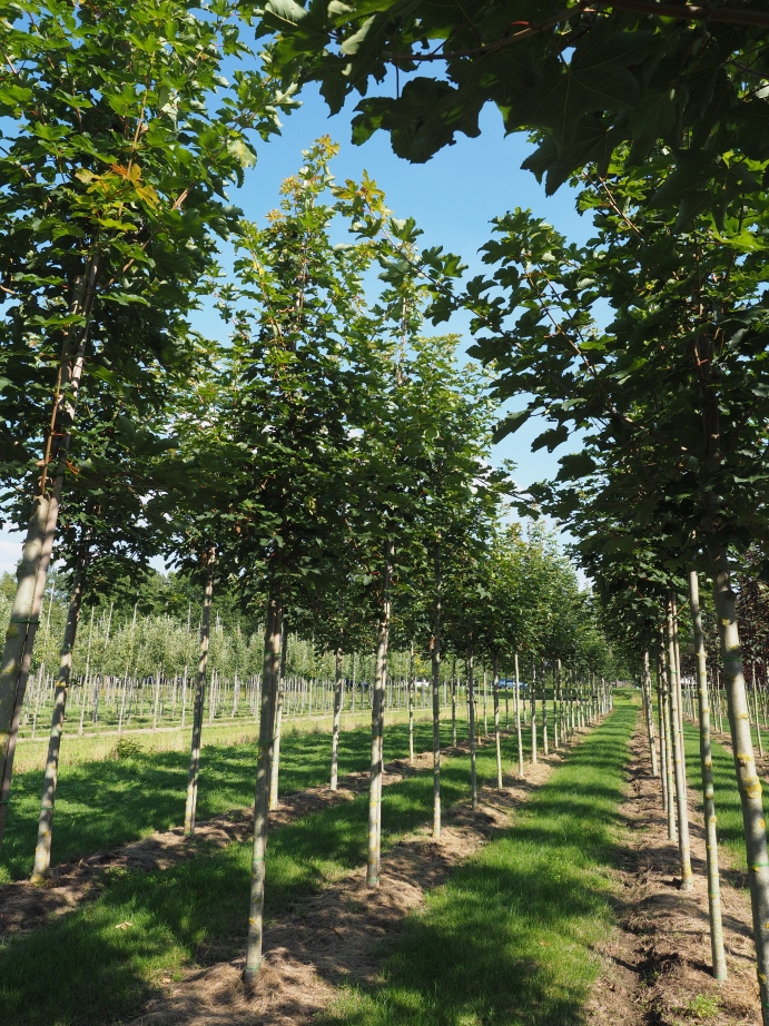 ACPNEGEN Acer pseud. 'Negenia' – Bild 1