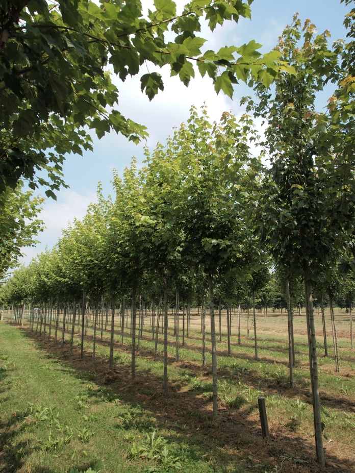 ACRSCANL Acer rubrum 'Scanlon' - Image 1