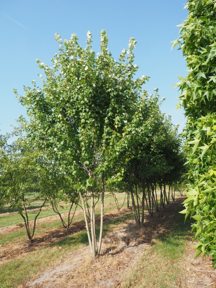 ACRSOMER Acer rubrum 'Somerset' - Image 1