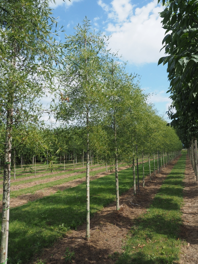 ALGIMPER Alnus glutinosa 'Imperialis' - Image 1