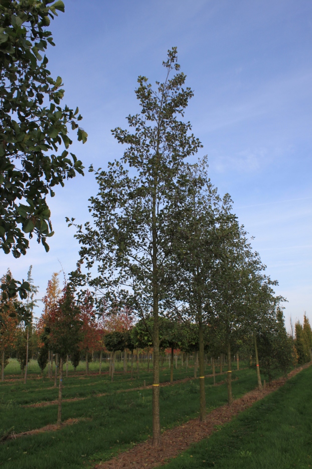 ALGLUTIN Alnus glutinosa - Image 1