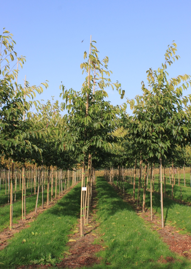 ALSSPAET Alnus spaethii 'Spaeth' – Image 1