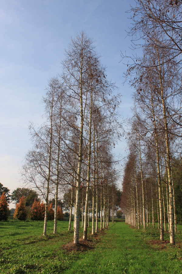 BEEHOLLA Betula ermanii 'Holland' - Image 1