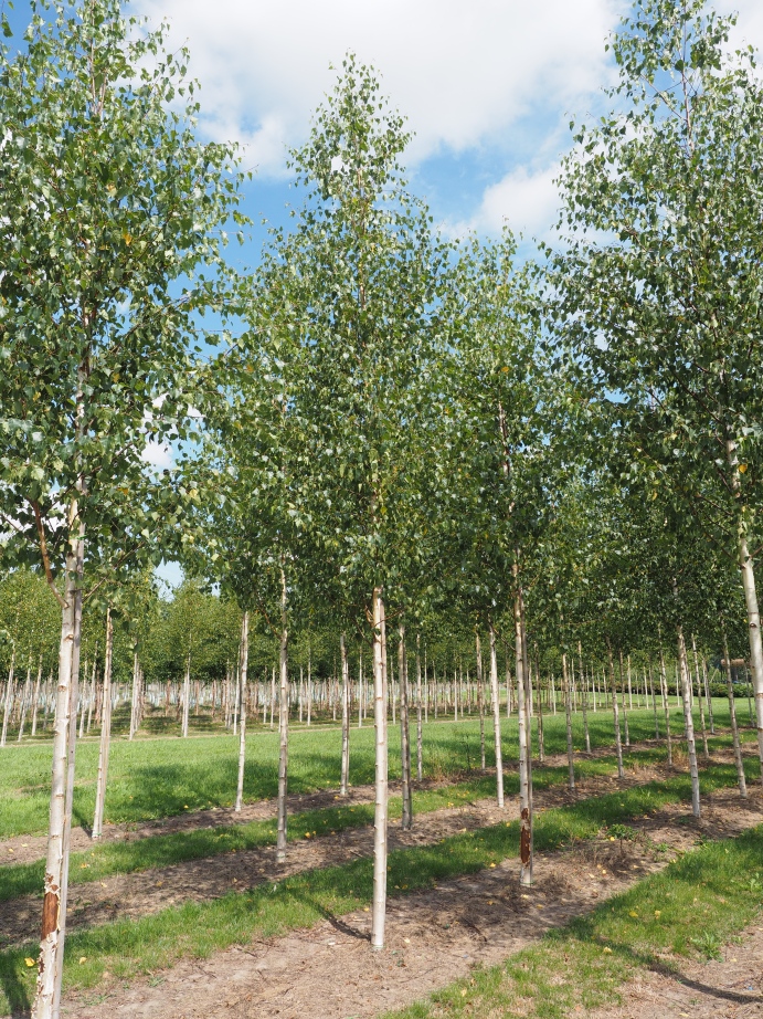 BEPZGLOR Betula p. 'Zwitsers Glorie' – Bild 1