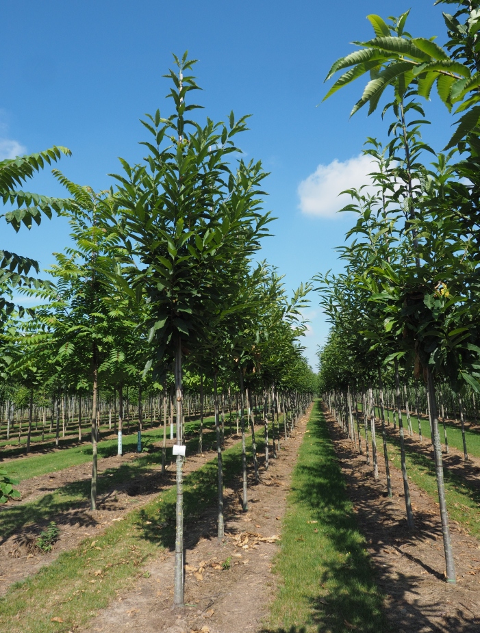 CASATIVA Castanea sativa – Bild 1