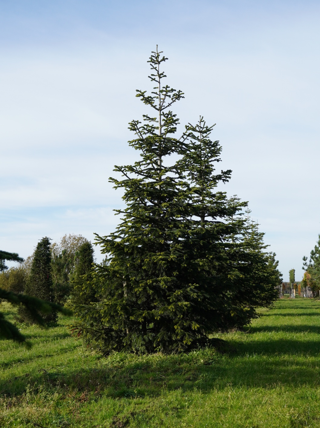 ABNORDMA Abies nordmanniana - Image 1