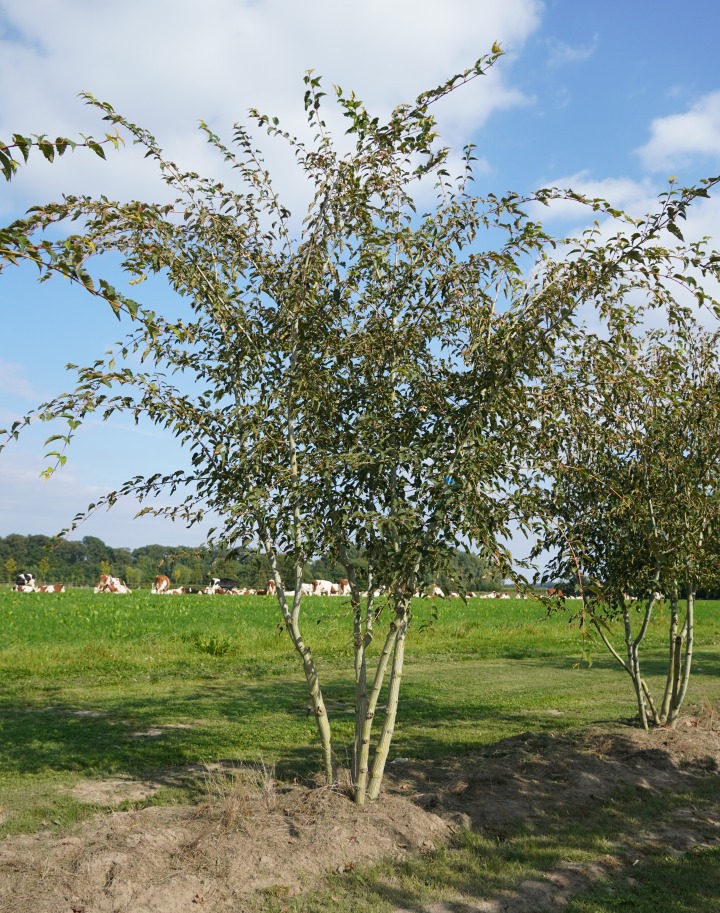 ACCAPILL-MST-250300 Acer capillipes - Image 1