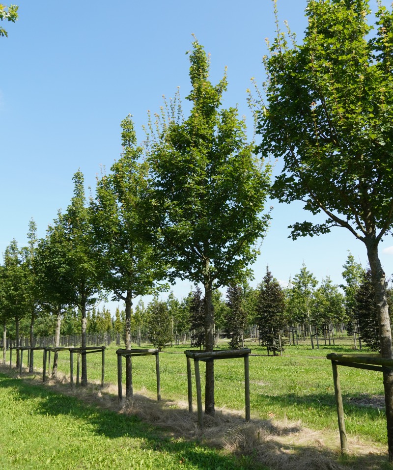 ACCGEESS-HO-4050 (1) Acer campestre 'Geessink' - Image 1