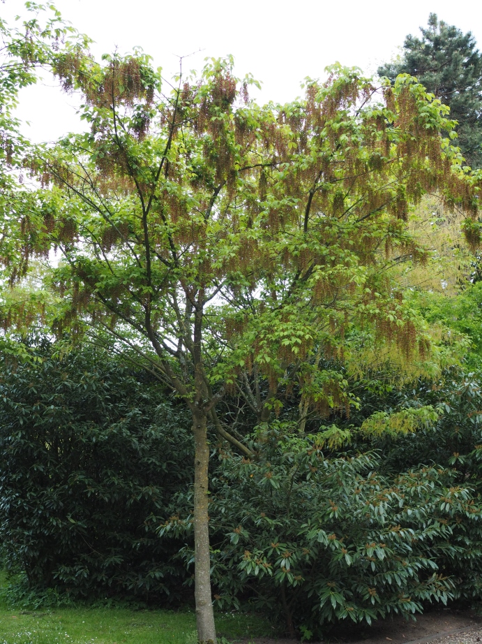 ACCISSIF-HO-BEGRAAFPAATS-NIEUWE OOSTER Acer cissifolium - Image 1