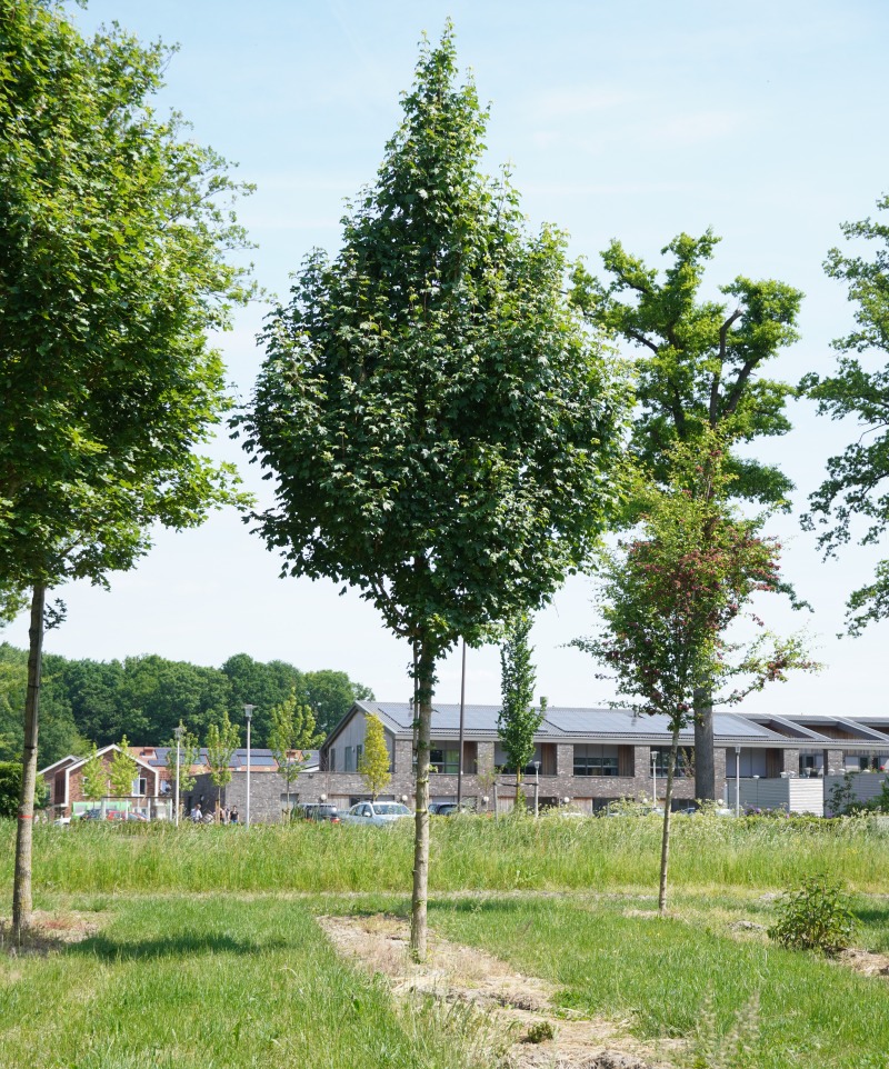 ACCLIENC-HO-3035 Acer campestre 'Lienco' - Afbeelding 1