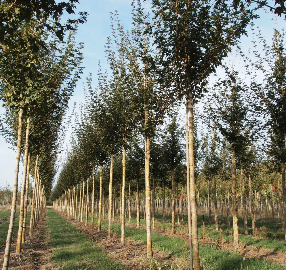 ACCQELIZ-HO-1820-RIJ Acer campestre 'Queen Elizabeth' – Image 1