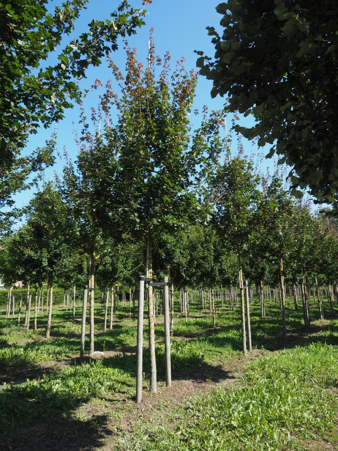 ACCRSHIN-HO-2030 (5) Acer campestre 'Red Shine' - Afbeelding 1