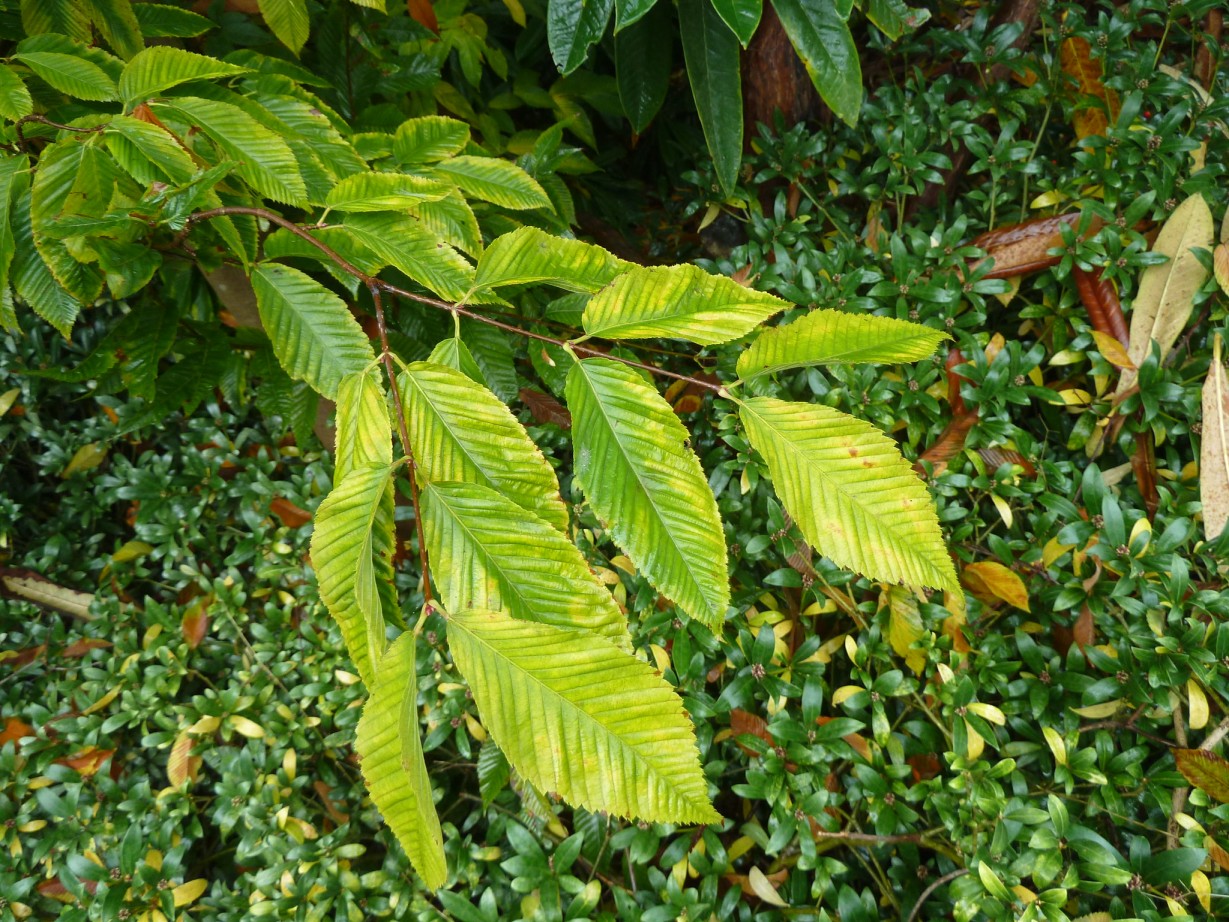 ACER CARPINIFOLIA Acer carpinifolium - Afbeelding 1