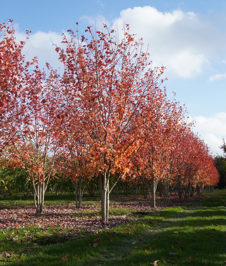 ACFJEFFE-MST-400500-HERFST Acer freemanii 'Jeffersred' - Afbeelding 1