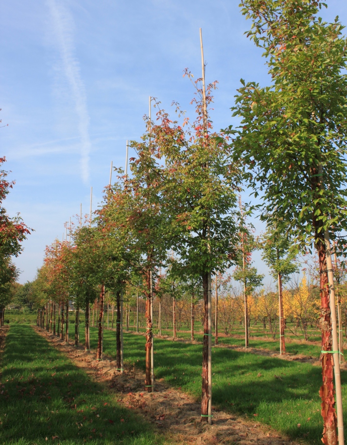 ACGRISEU-HO-1418 (2) Acer griseum - Afbeelding 1