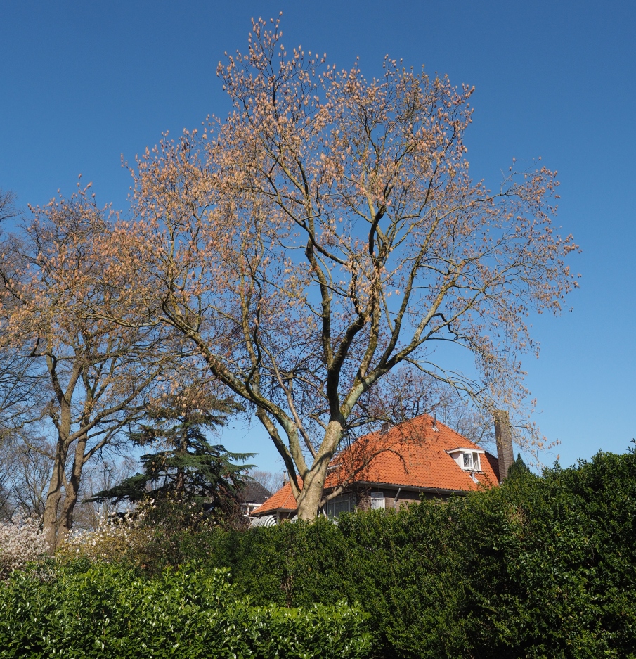 ACNEGUNDO-TUIN-BREDA-LENTE (5) Acer negundo – Bild 1