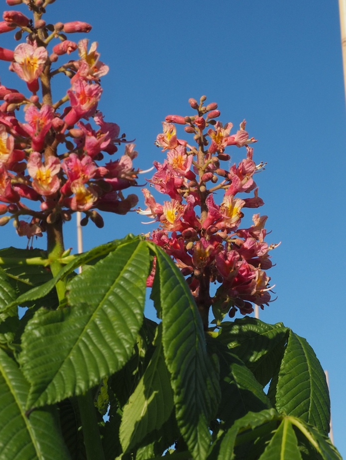 AECFMCN-BLOEM (1) Aesculus carnea 'Fort McNair' – Bild 1
