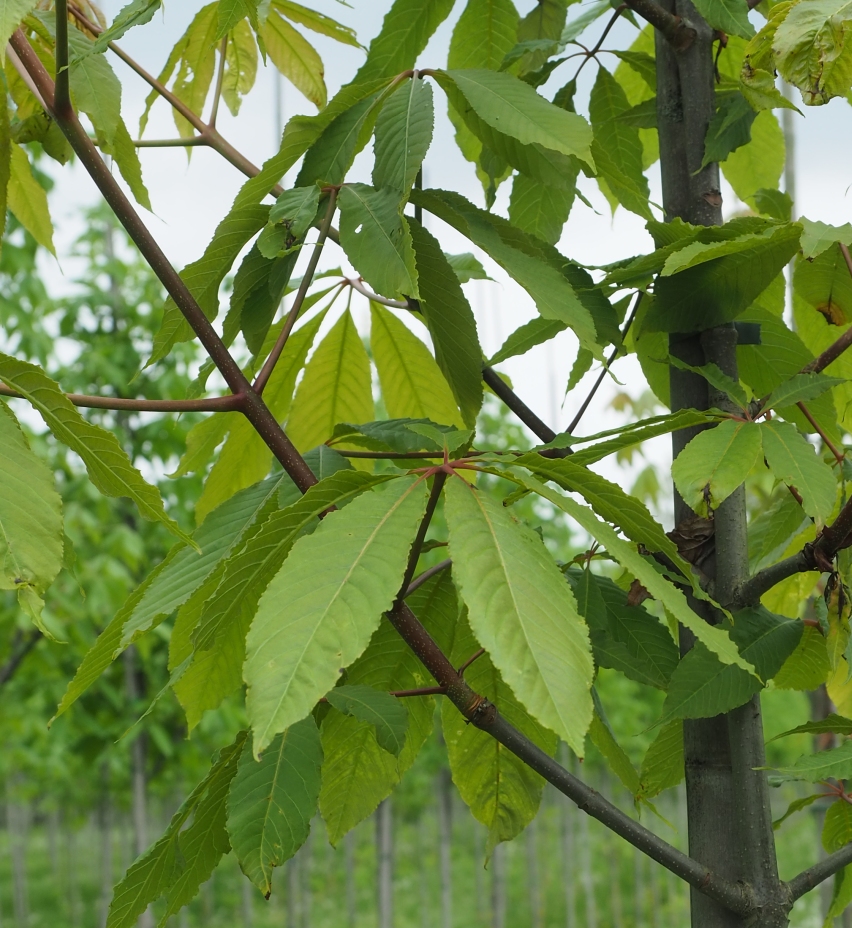 AEINDICA-BLAD (2) Aesculus indica – Image 1