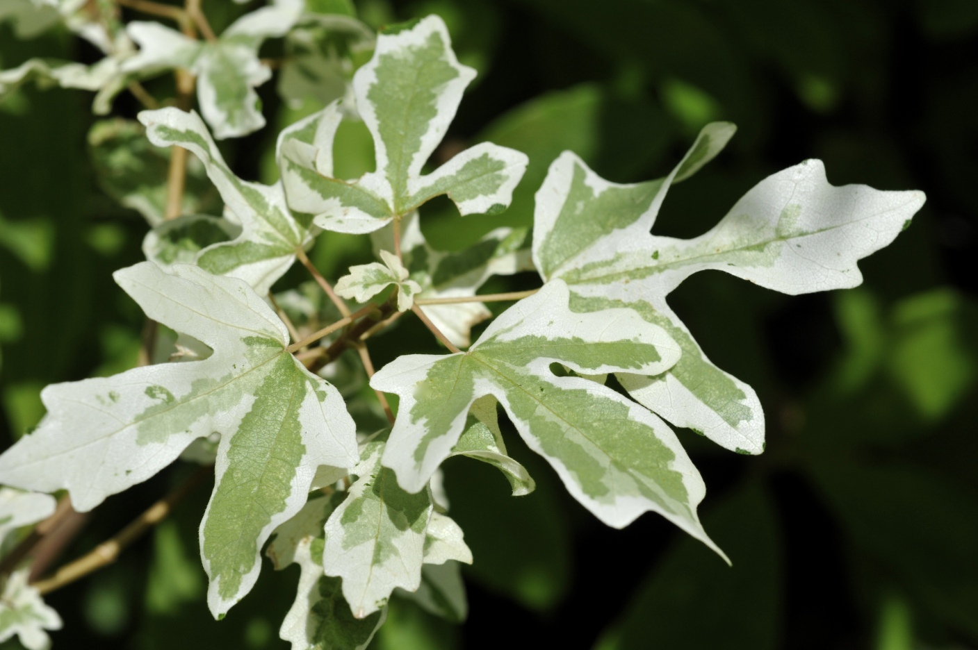 Acer campestre 'Carnival' Acer campestre 'Carnival' – Image 1