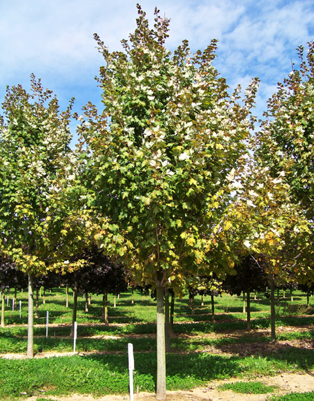 Acer freemannii 'Scarsen' Acer freemanii 'Scarsen' - Image 1