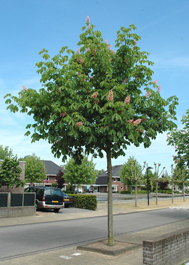 Aesculus carnea 'Plantierensis' Beuningen binnenvaart Aesculus carnea 'Plantierensis' - Image 1