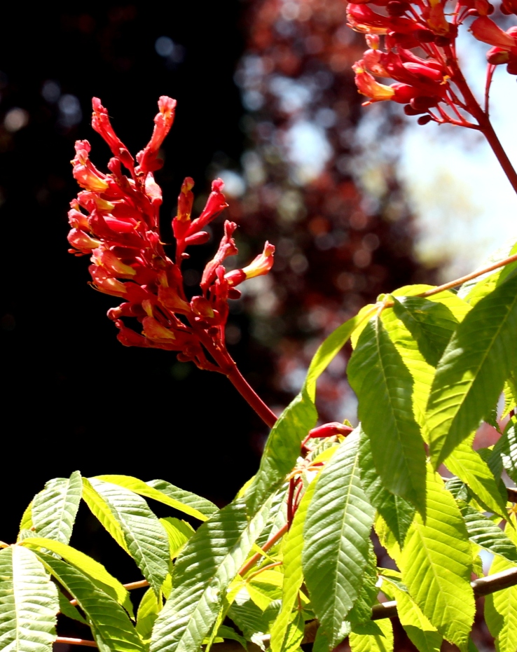 Aesculus pavia 'Atrosanguinea' Aesculus pavia 'Atrosanguinea' - Afbeelding 1