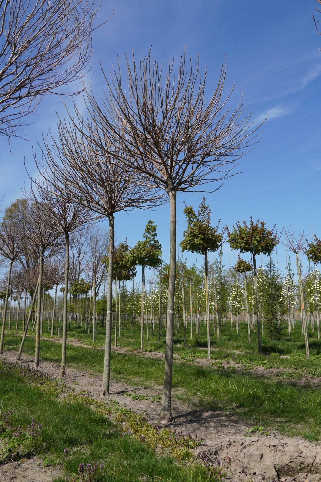 CABNANA-HO-2025 (Groot) Catalpa bignonioides 'Nana' - Afbeelding 1