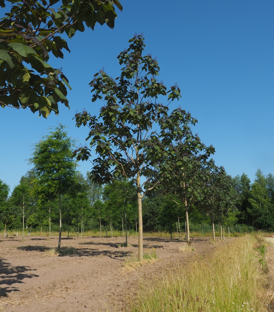 CAEPURPU-HO-3035 Catalpa erubescens 'Purpurea' - Afbeelding 1