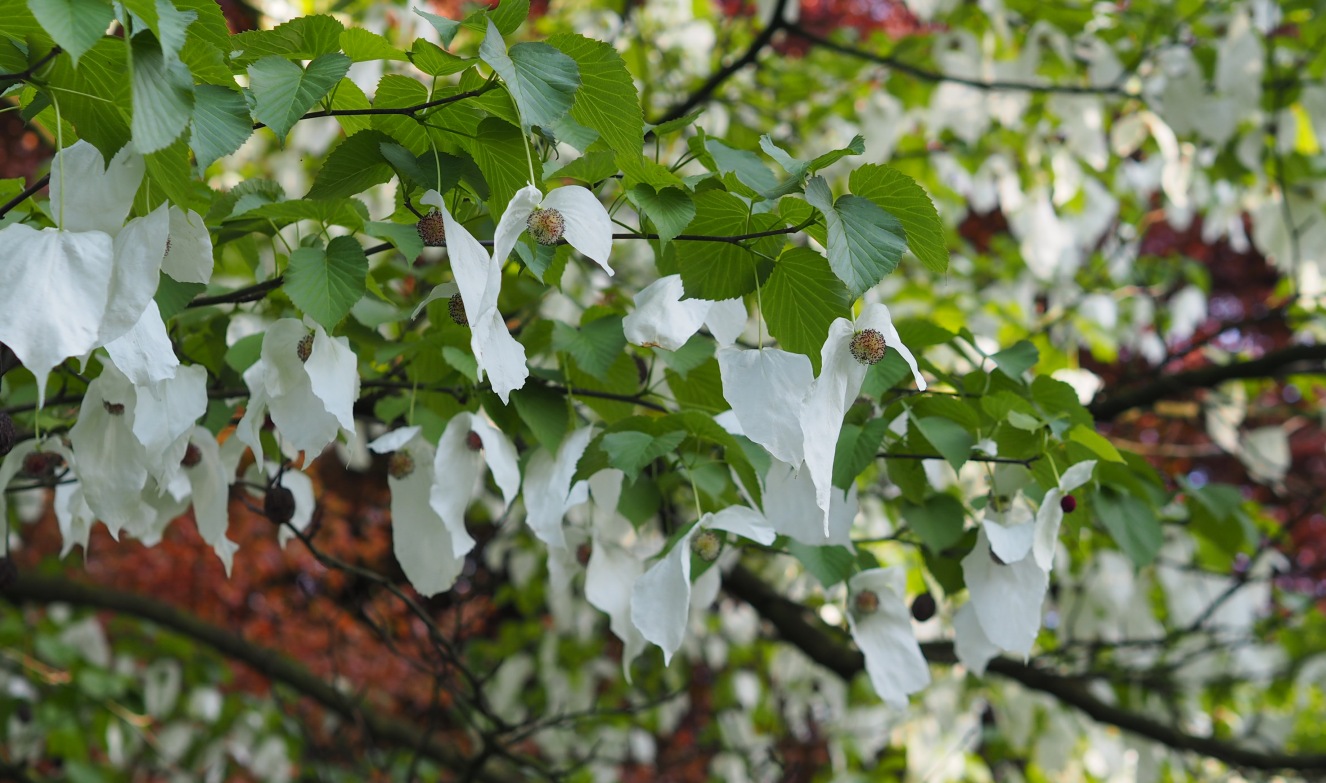DAINVOLU(3) Davidia involucrata – Image 1