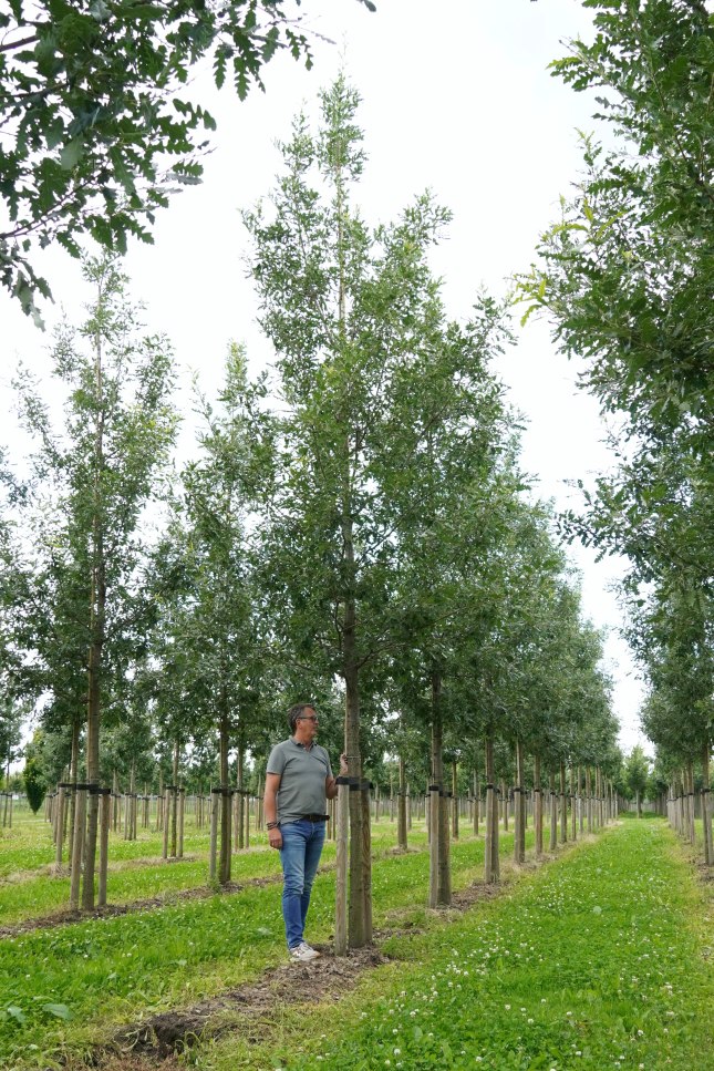 Quercus cerris 'Marvellous' Quercus cerris 'Marvellous' – Bild 1