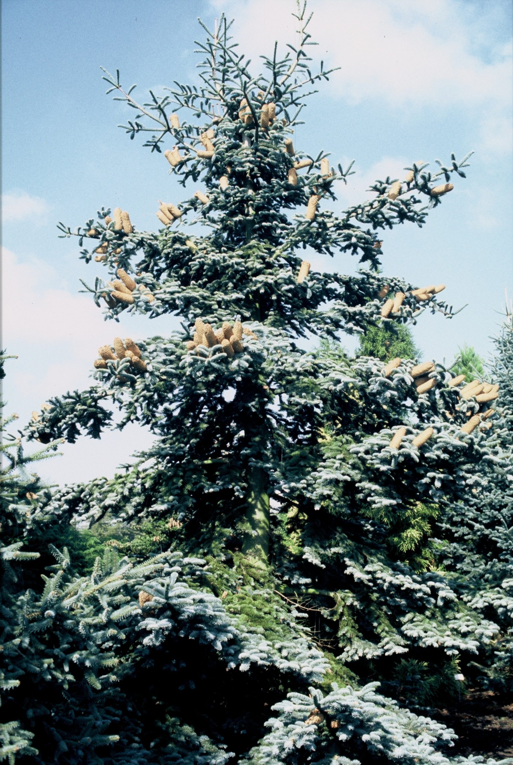 ABIPGLAU Abies procera 'Glauca' - Afbeelding 1