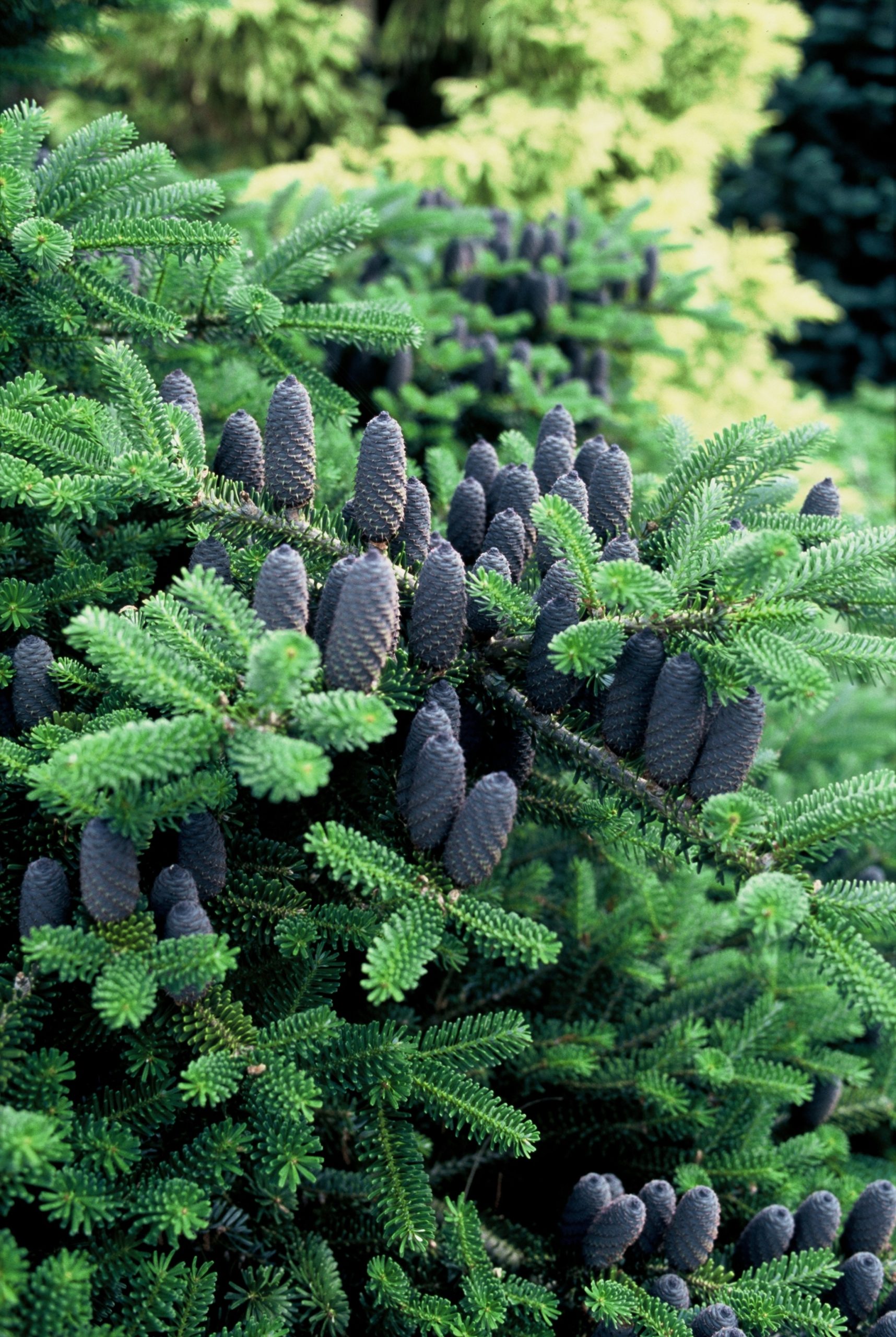 ABKOREAN Abies koreana – Image 1