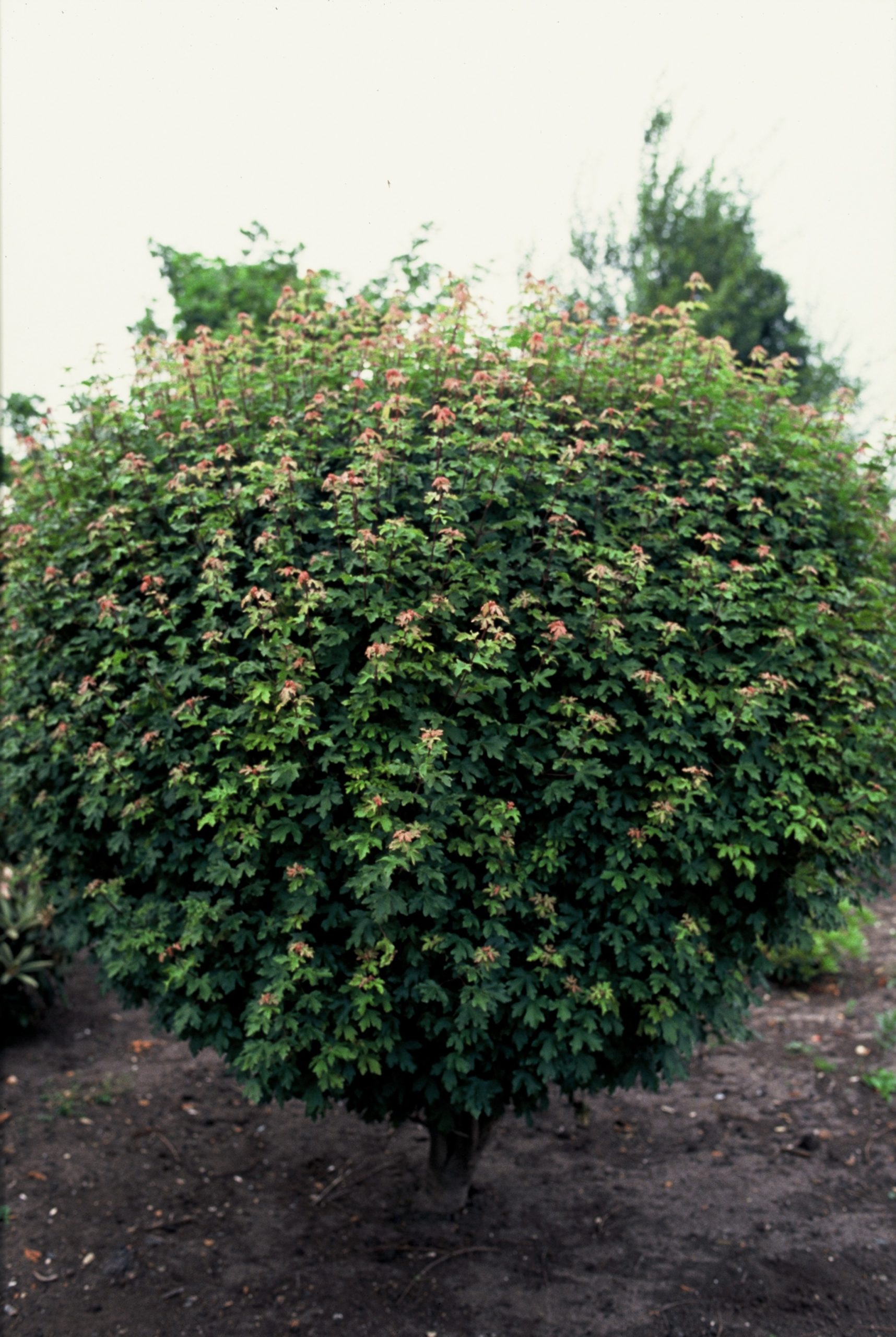 ACCNANUM Acer campestre 'Nanum' - Image 1