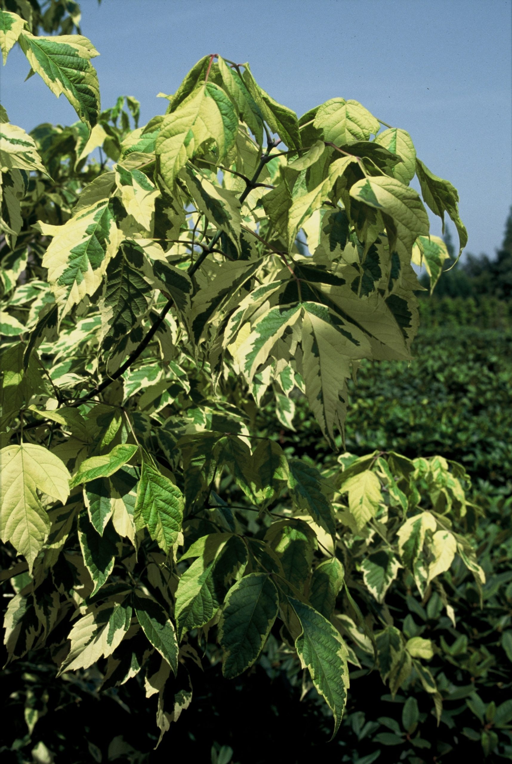 ACNAUREO Acer negundo 'Aureomarginatum' - Afbeelding 1