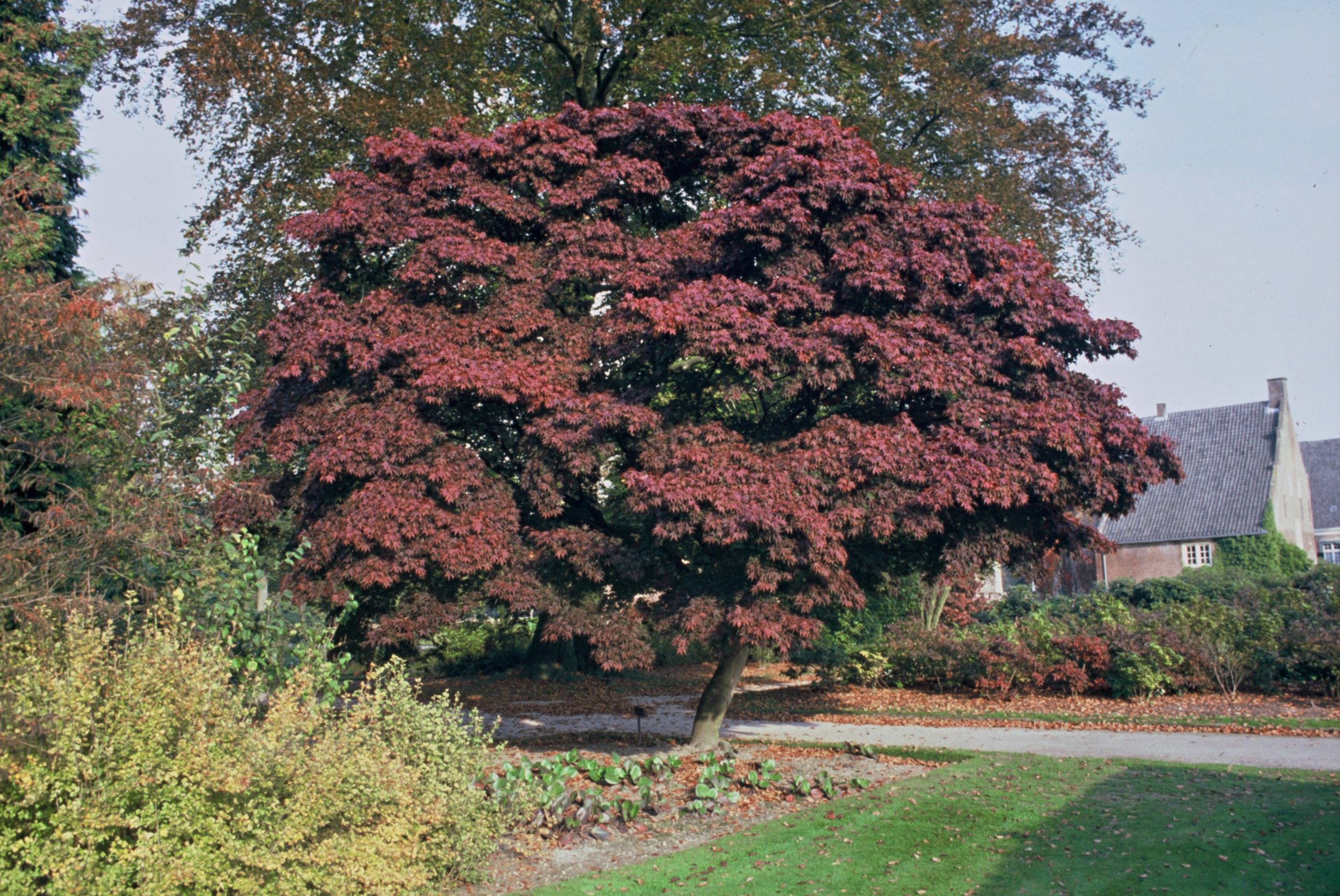 ACPATROP Acer pal. 'Atropurpureum' - Afbeelding 1