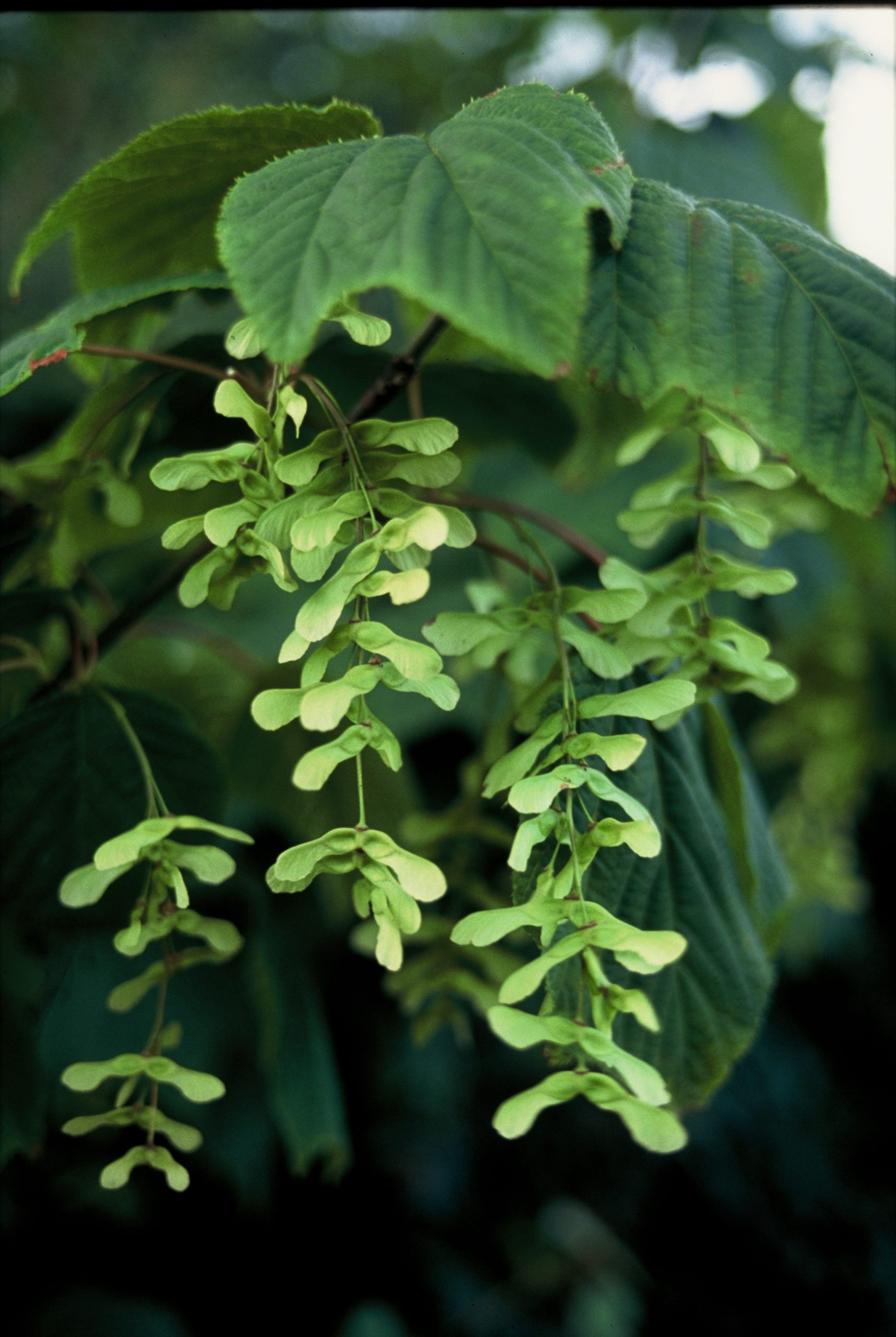 ACPENSYL Acer pensylvanicum - Afbeelding 1
