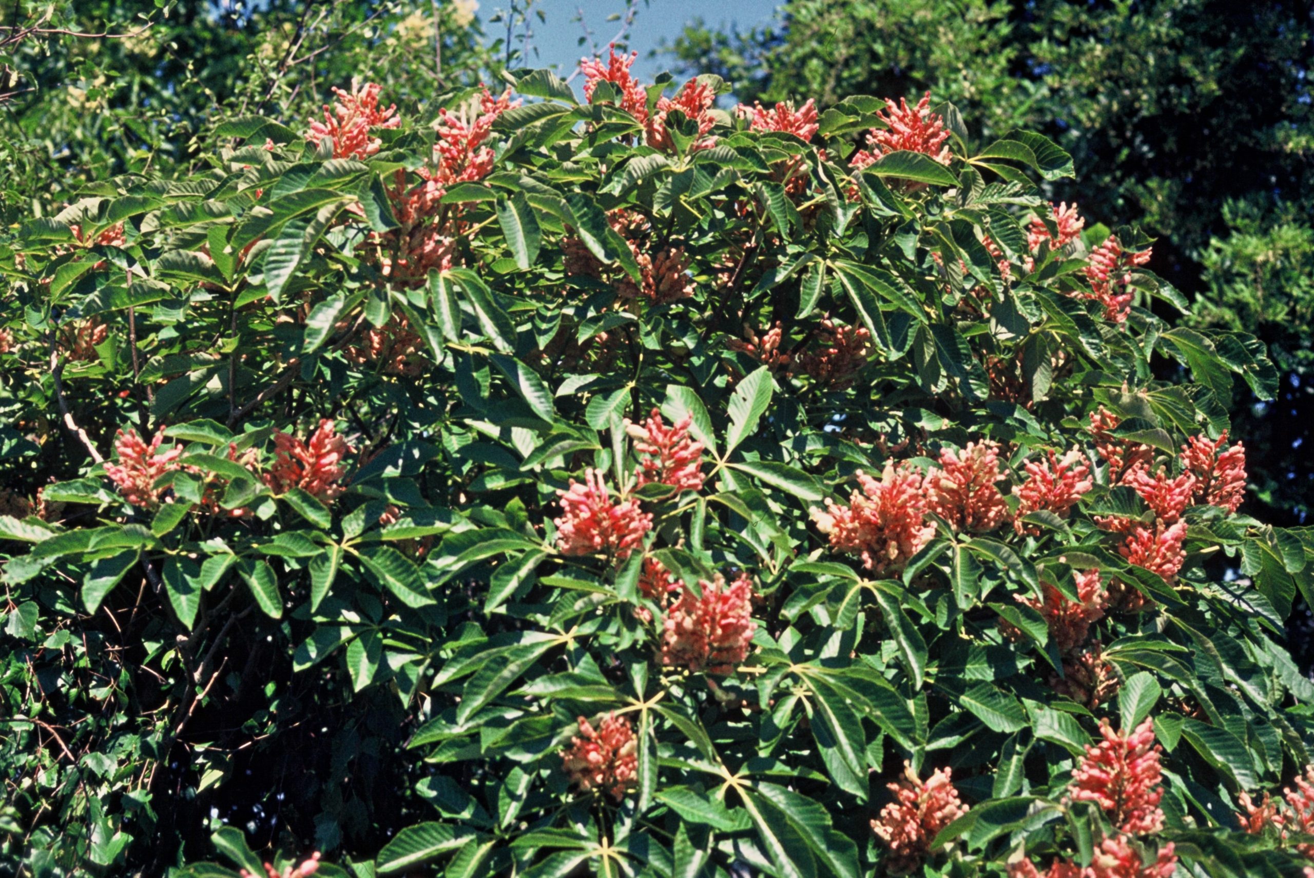 AECARNEA Aesculus carnea – Bild 1