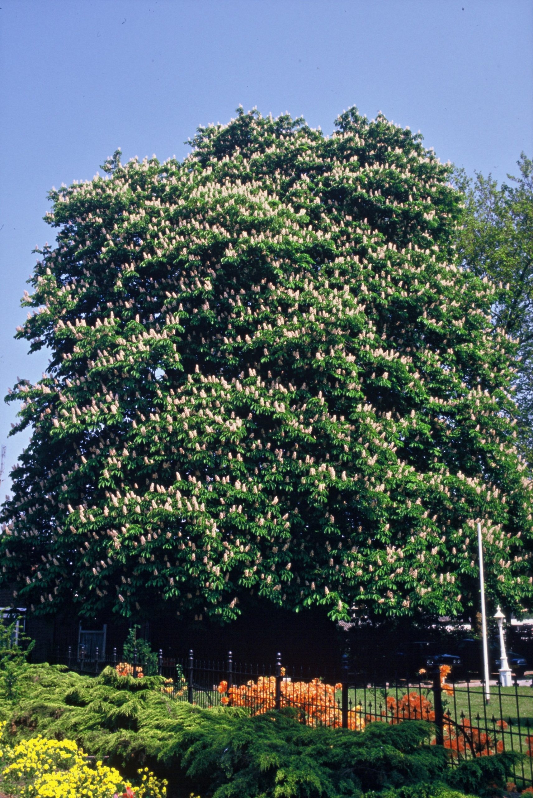 AEFLAVA Aesculus flava – Image 1