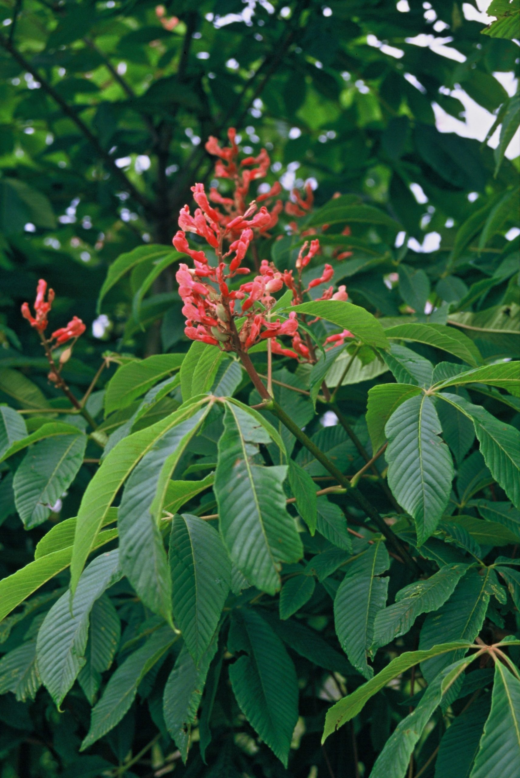 AEMPENDU Aesculus mutabilis 'Penduliflora' - Afbeelding 1