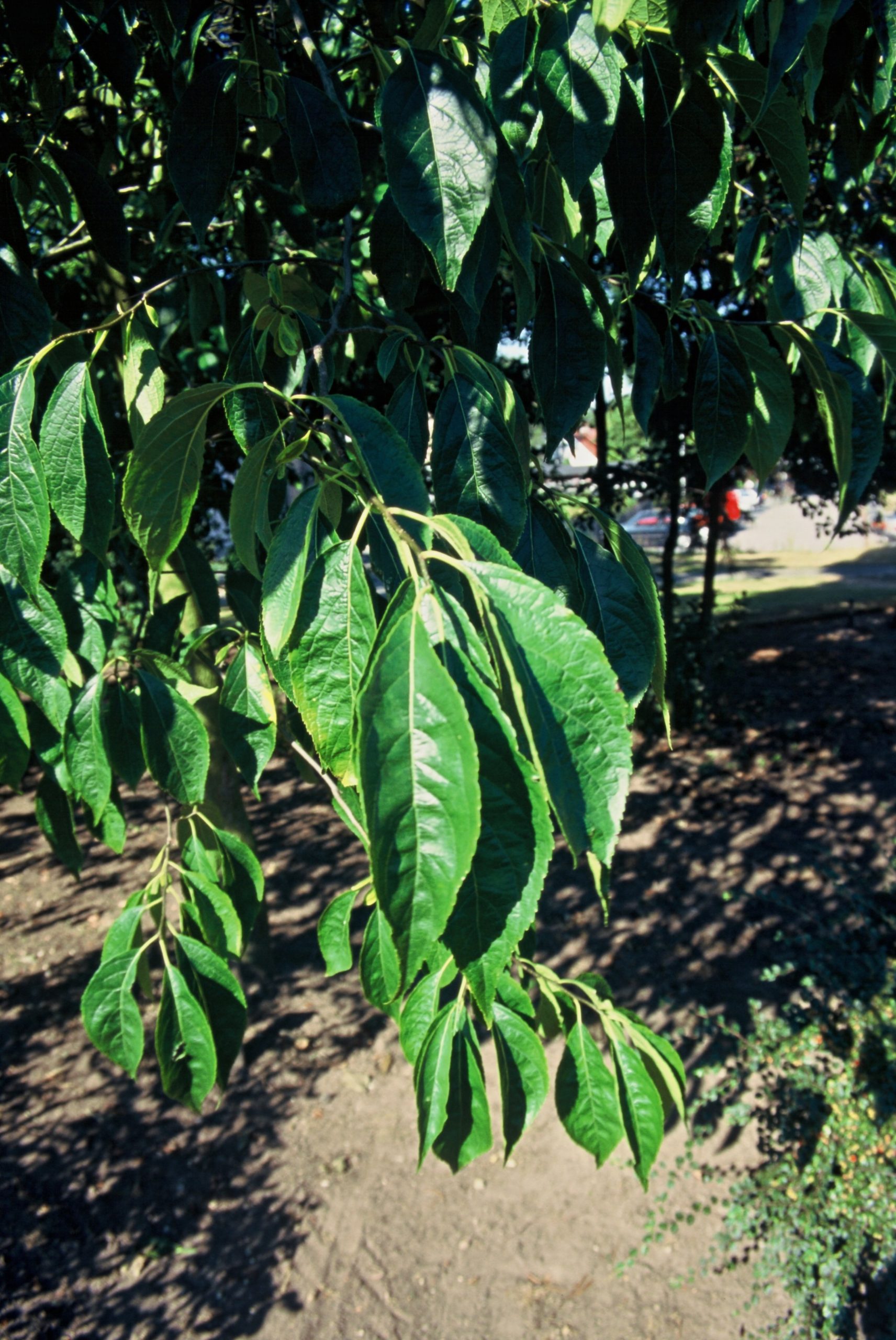 ALGAUREA Alnus glutinosa 'Aurea' - Image 1