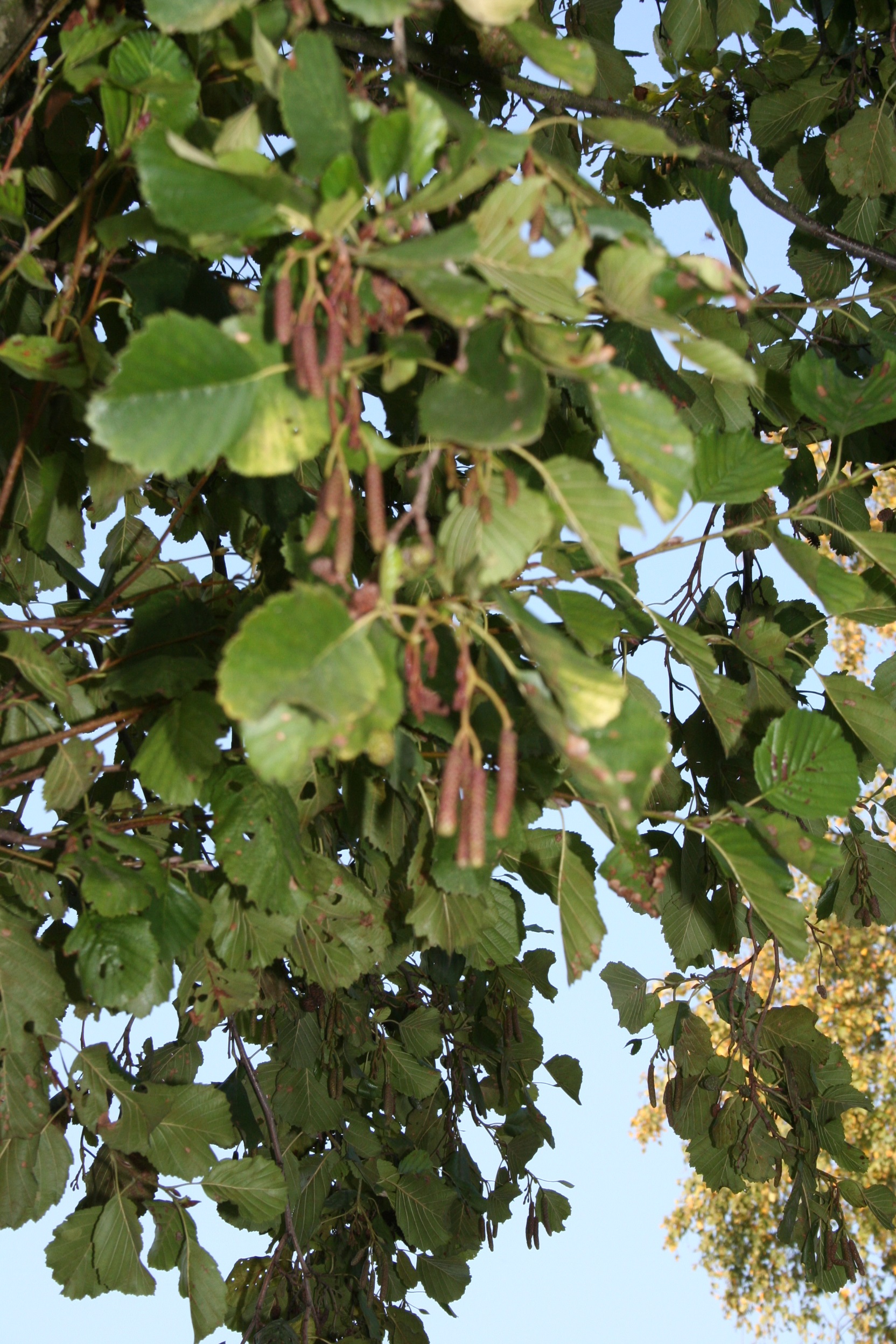ALIAUREA Alnus inc. 'Aurea' – Image 1