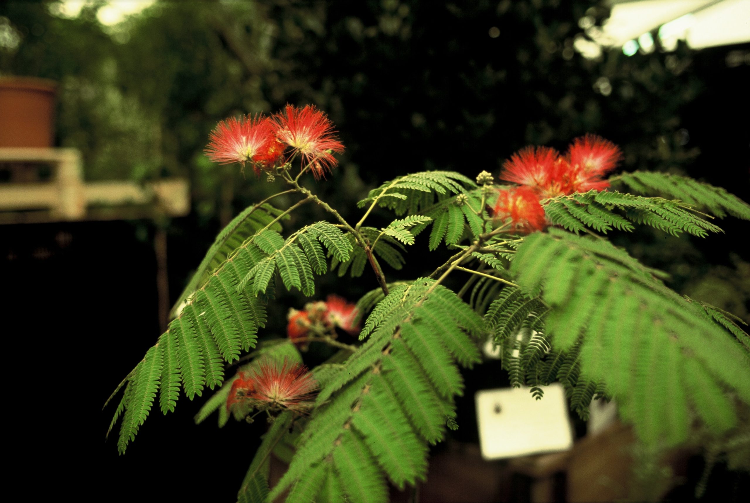 ALJBOUBR Albizia julibr. 'Boubri' - Image 1