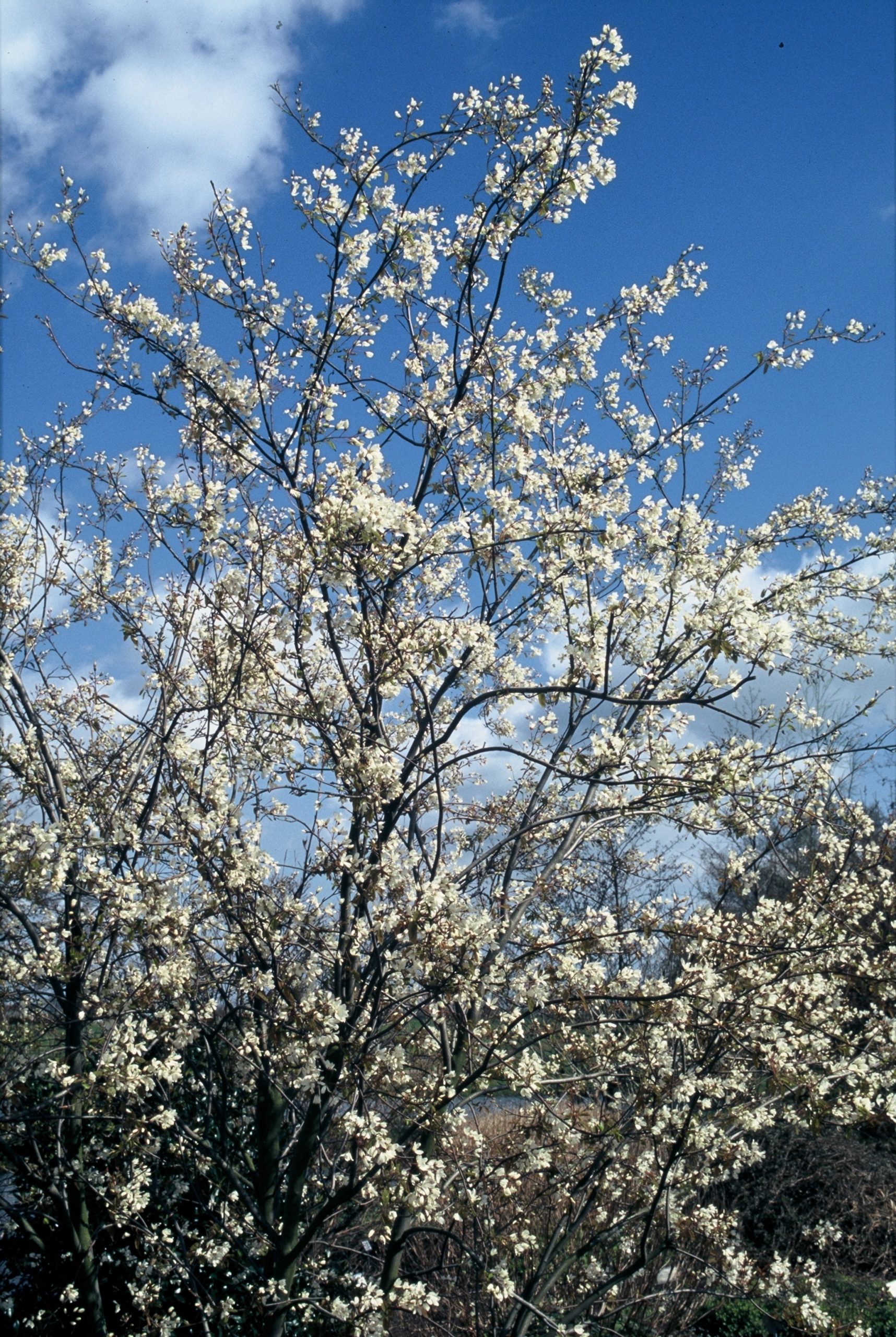 AMLSNOWF Amelanchier laevis 'Snowflakes' – Bild 1